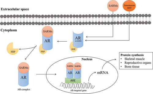 Selective Androgen Receptor Modulators mechanism